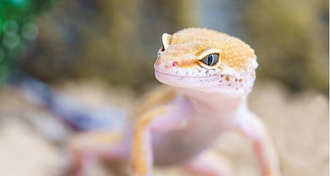 Western spies had used lizards which could 'attract atomic waves' to spy on the country's nuclear programme, he said.
