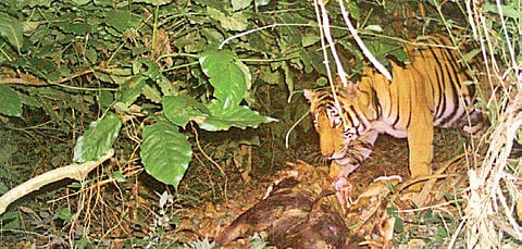 Forest officials said that a clear picture of the tiger population will emerge in the following months.