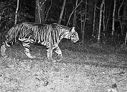 Similipal, Satkosia on tiger trail