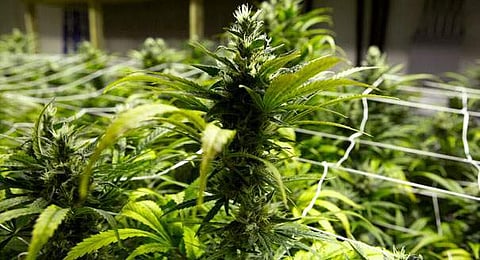 Cannabis plant used for representational purpose only