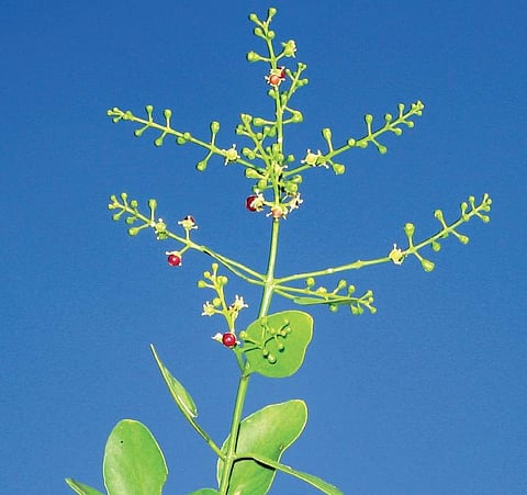Meswak tree: One-stop cure to oral diseases