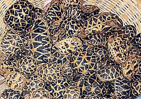 The rescued reptiles in Vijayawada on Tuesday | Express