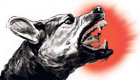 To put an end to menace, State ready to sterilise stray dogs by April: Municipal minister P Narayana