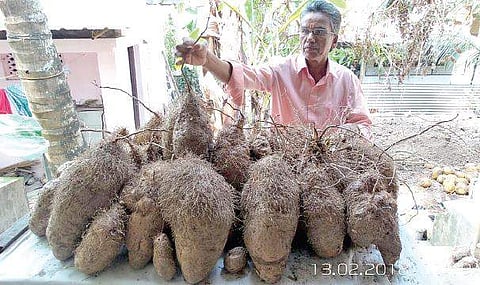 R Raveendran with the giant purple yam bunch