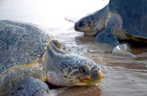 Odisha proposes marine animal stranding protocol