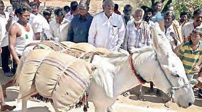A donkey strapped with sand sacks weighing 150 kg before the race in Nandyal town on Friday| EXPRESS