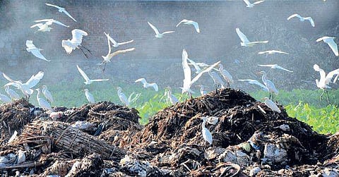 Egrets circling a trash dump in the city  B P Deepu