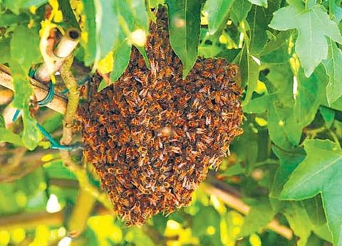 Swarm of bees in a beehive (Image used for representational purpose only)