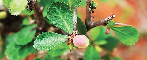 Guggulu gum can help reduce cholesterol, treat acne