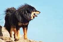 Legendary Indies protected kings, fought wild animals