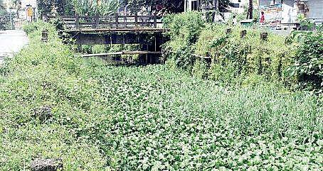 Weed choked Perandoor canal near Pullepady  Express