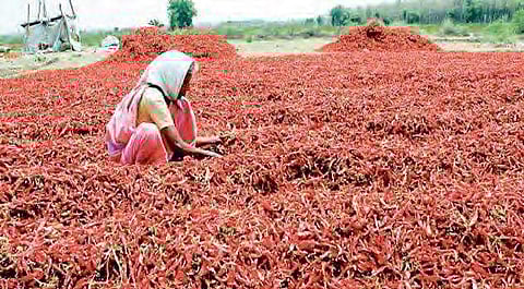 Red chilli prices touch record levels in Guntur