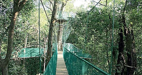 ‘Canopy Walk’ which is coming up at Kuveshi in Uttara Kannada | Express