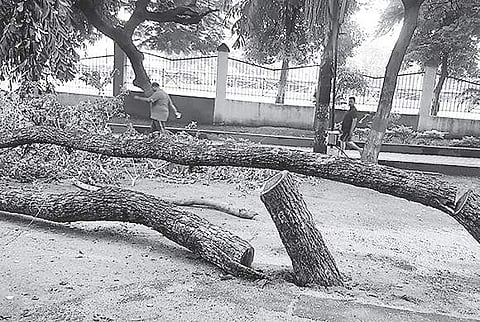 Two trees were cut down at Gandhi Park near Chief Minister’s residence| Express