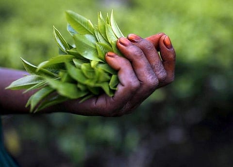 Freshly plucked tea leaves are seen in the hand of a tea garden worker inside Aideobarie Tea Estate in Jorhat. (Photo | Reuters)