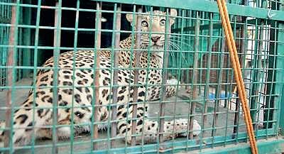 The leopard after it was caputred at  Wonderla   | Udayashankar S