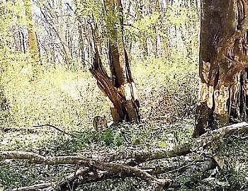 Girdling is complete removal of a strip of bark around the circumference of a tree | EPS