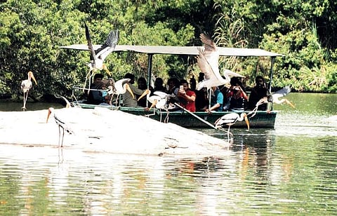 Ranganathittu Bird Sanctuary is home to 1,000 painted storks | Udayshankar S