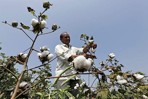 India cuts Monsanto's GM cotton seed royalty, may trigger another row