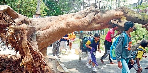 Among the numerous complaints that BESCOM addresses are those of tree fall