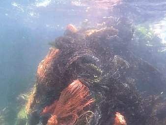 Nylon ghost nets entangled in seaweeds