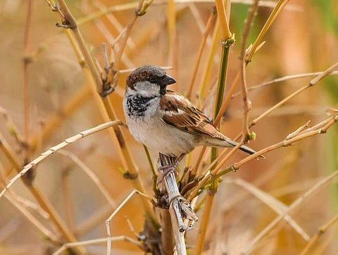 The house sparrow was once the most common bird in the world, but in the past few years, this bird has been on the decline over much of its natural range, both in the urban and rural habitats. The decline of the house sparrow is an indicator of the contin
