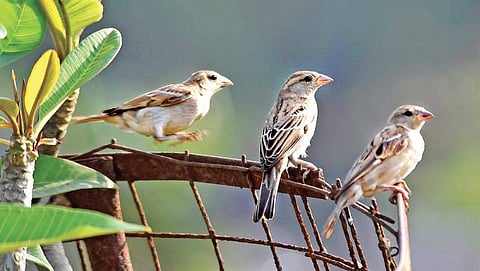 Sparrows at the Marina beach in the city on Monday | P Jawahar