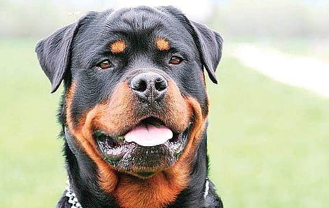 My cat refuses to play with my Rott