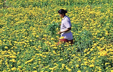 Follow the fragrance