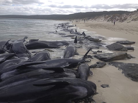 A shark warning has been issued after more than 150 short-finned pilot whales became stranded in Western Australia's south. (Photo | AP)