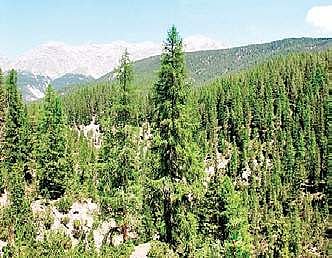 52 hectares forest in Sikkim to be diverted to Army