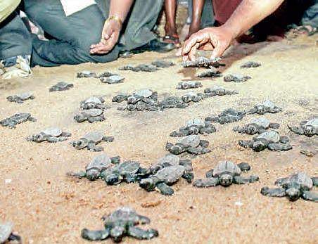 Olive Ridley turtles