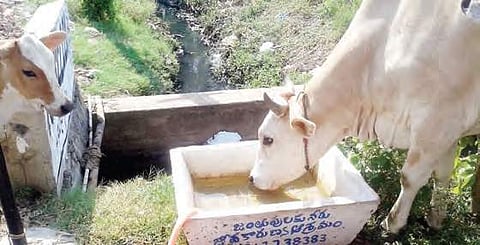 Temperatures during summer often crossed 45 degree Celsius, which proved fatal for birds and stray animals.