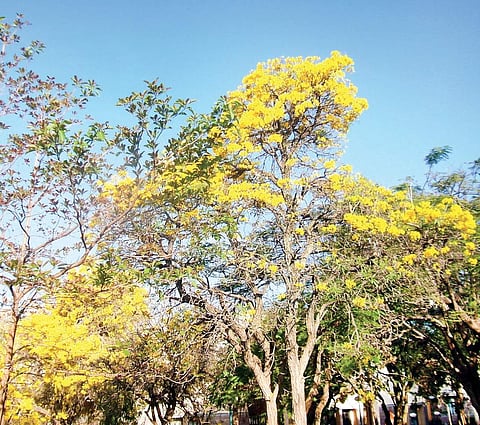 Ornamental flowering plants are lined up in the quadrangle of IISc’s main building. | EPS