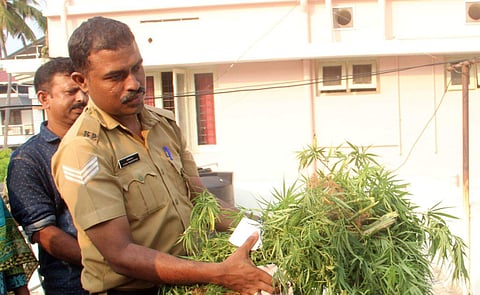 Police seizing the Ganja plant which was planted on the roof a house at Kathrukadavu. (EPS | Melton Antony)