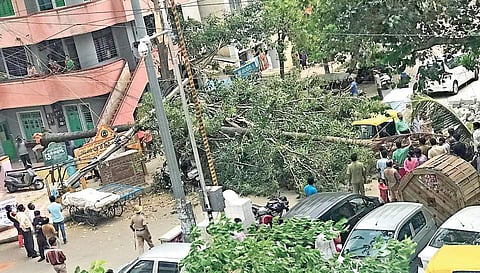 A tree uprooted near BJP office in Malleswaram, on Friday | Nagaraja Gadekal