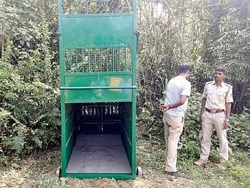 Elusive tiger haunts villagers and foresters alike