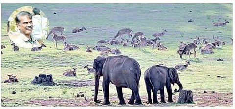 Forest department lacks manpower to mitigate man-animal conflict; (Inset) Nagarahole National Park director S Manikandan who died in an elephant attack on Saturday