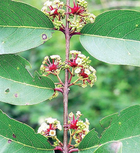 Axle Wood reduces toxic effects of chemotherapy