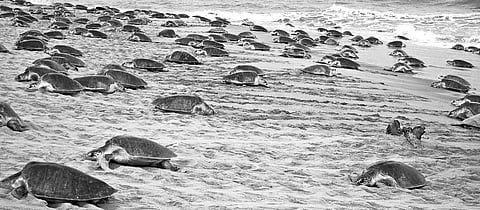 Olive Ridleys begin mass  nesting at Gahiramatha