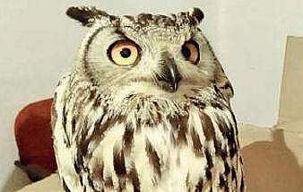 Fifteen out of 54 vulnerable bird species of India are found in Tamil Nadu (File)