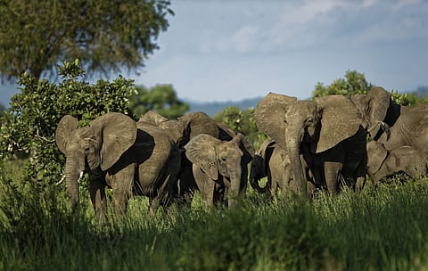 Africa's elephant population has plummeted from millions around 1900 to a few lakhs today. Intelligent and emotional, with highly developed social behavior, elephants have been hunted for their ivory for centuries. (Photo | AP)