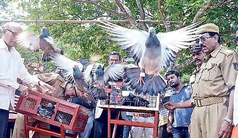 Pigeons being released from crates at OUAT ground in Bhubaneswar | biswanath swain