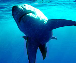 A man suffered leg injuries Monday after he was attacked by a shark off Australia's southwestern coast (File photo)