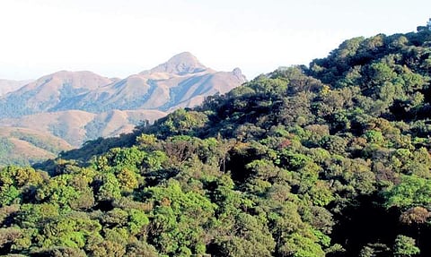 Where is the need to 'enrich' already 'dense forests'?, asks activists.