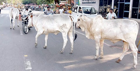 Stray cattle menace haunts motorists in Vijayawada