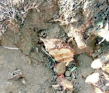 The trees were chopped and stolen between April 12 and 16 | Express