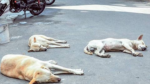 To identify the sterilised dogs, one ear is trimmed during the procedure. 