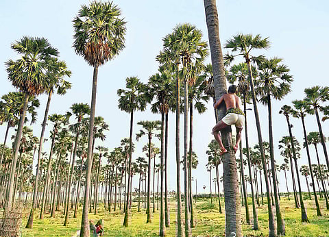 A palmyra worker climbing the tree at Anthoniyarpuram near Thoothukudi, where the tree is still a common sight | M BALAMURUGAN