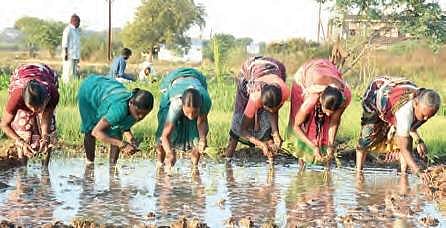 Agriculture labourers work in Paddy fields on the outskirts of Sangareddy on Saturday | Express